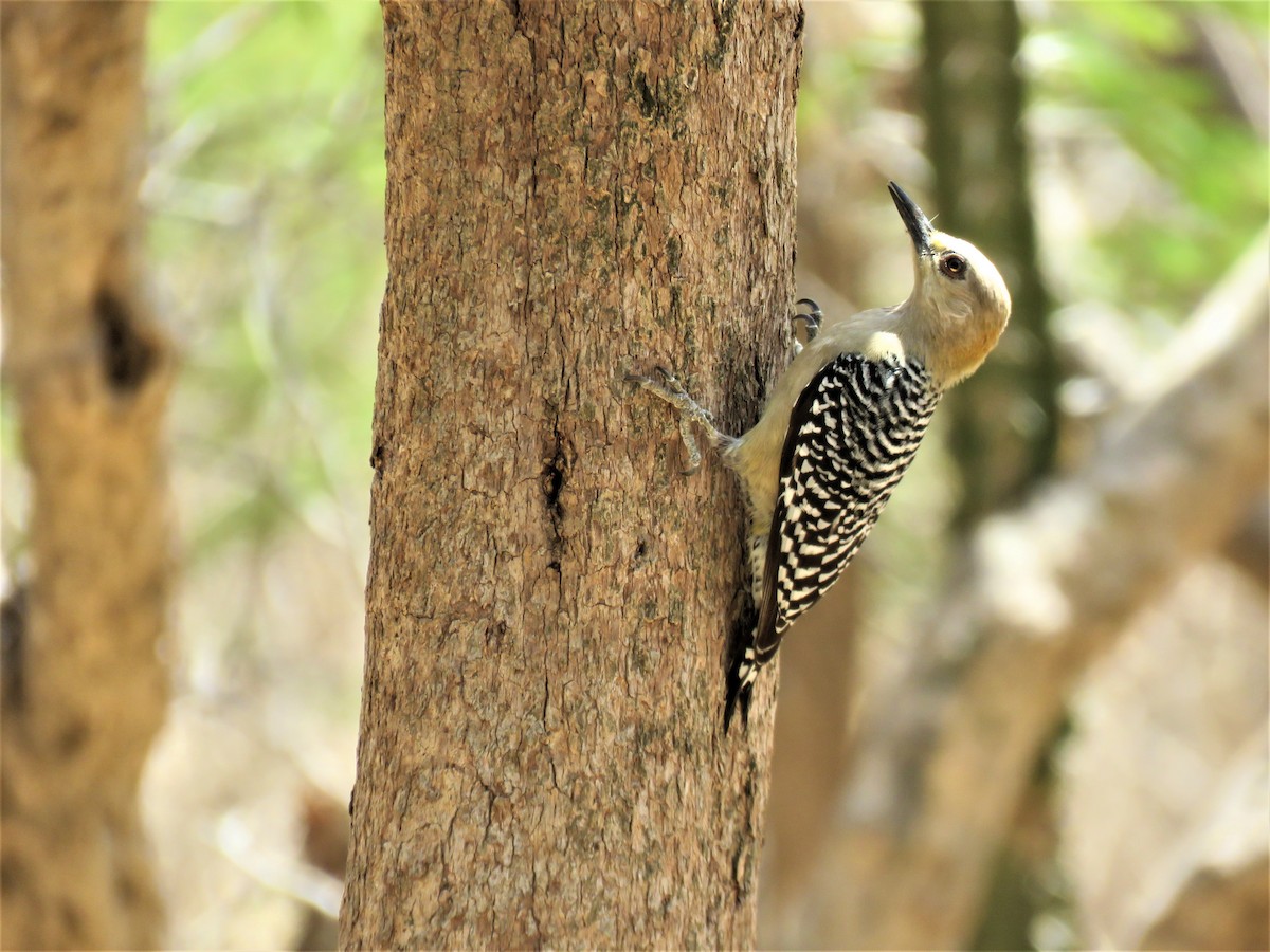 Red-crowned Woodpecker - ML224663481