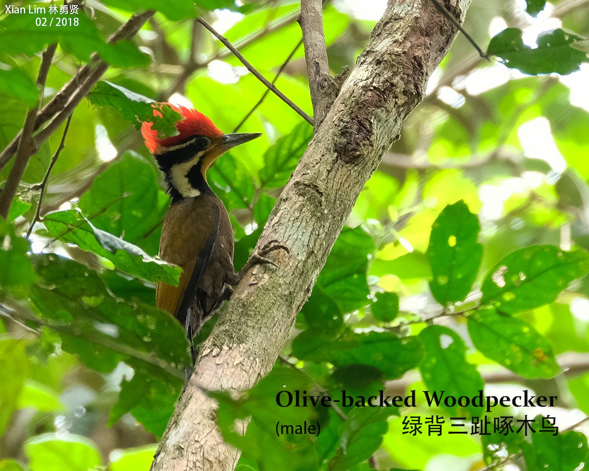 Olive-backed Woodpecker - Lim Ying Hien