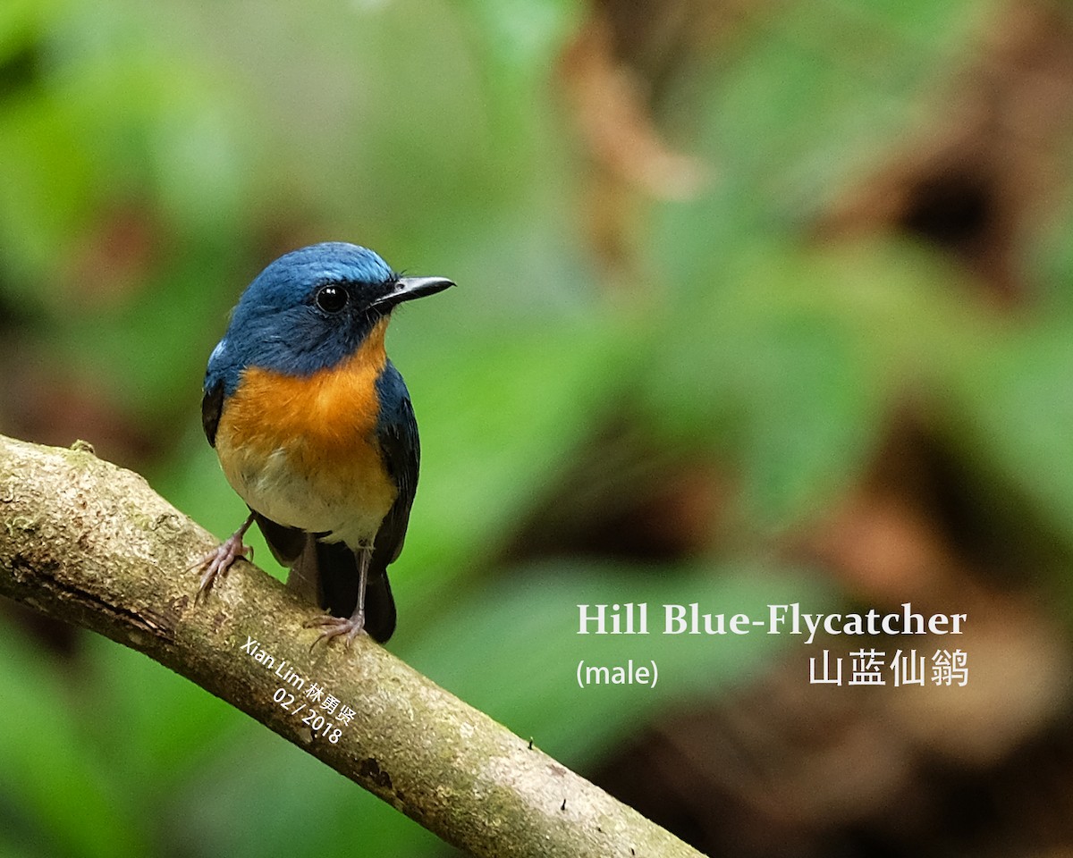 Hill Blue Flycatcher - Lim Ying Hien