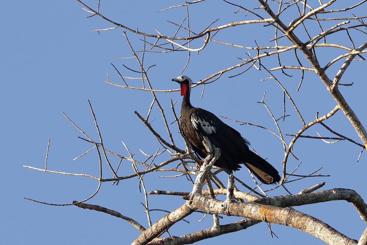 Red-throated Piping-Guan - ML224666301
