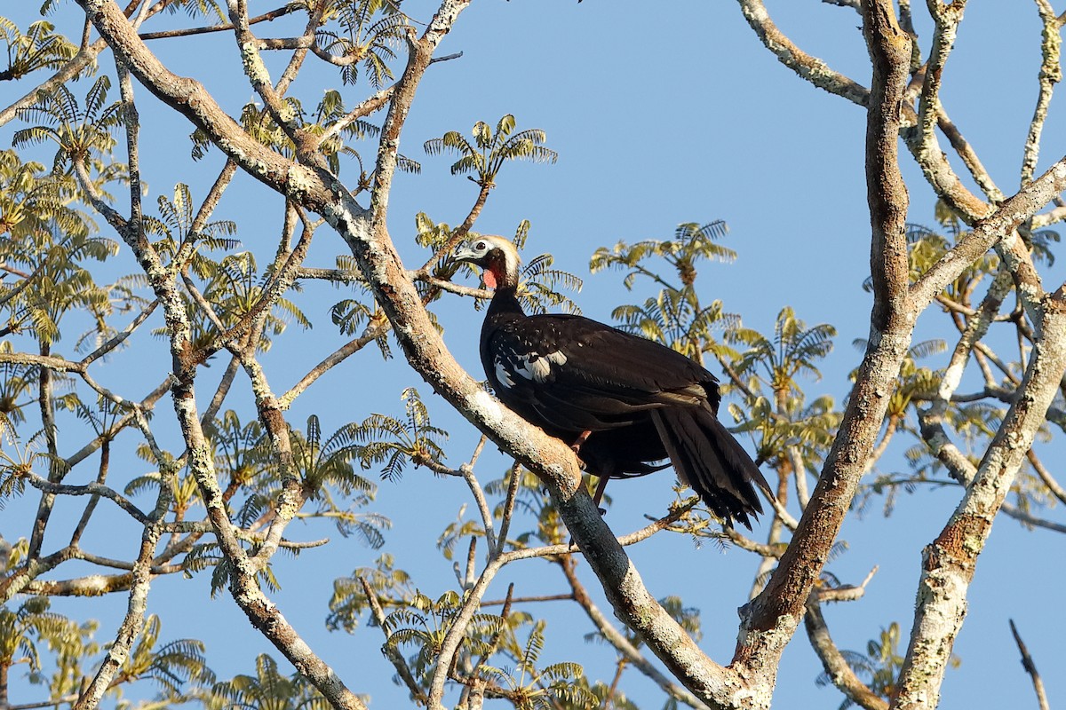Red-throated Piping-Guan - ML224666321