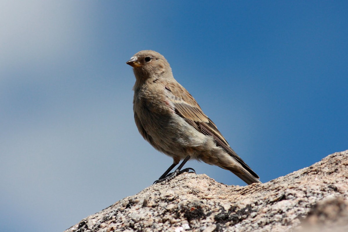 Brown-capped Rosy-Finch - Jay McGowan