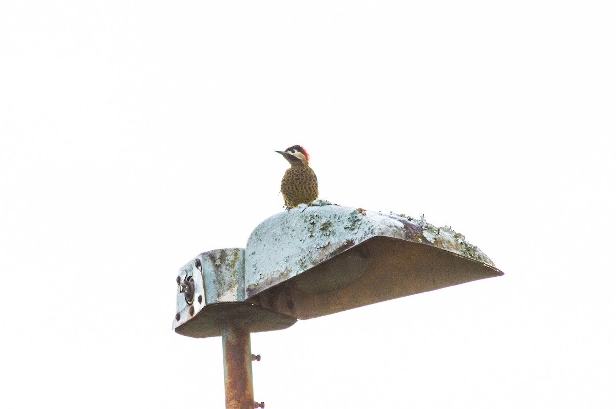 Green-barred Woodpecker - ML224667161