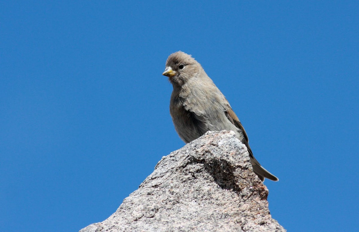 Brown-capped Rosy-Finch - Jay McGowan