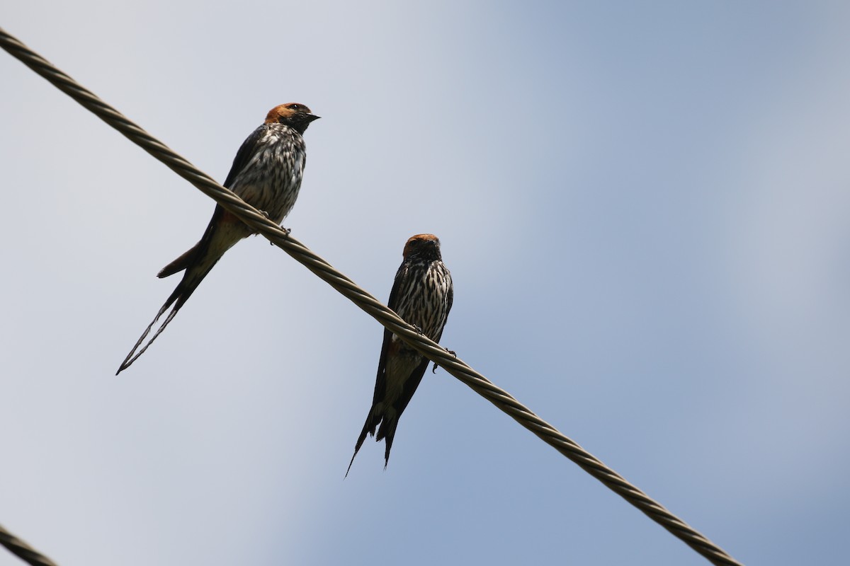 Lesser Striped Swallow - simon walkley