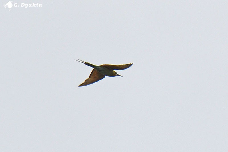 Blue-tailed Bee-eater - Gennadiy Dyakin