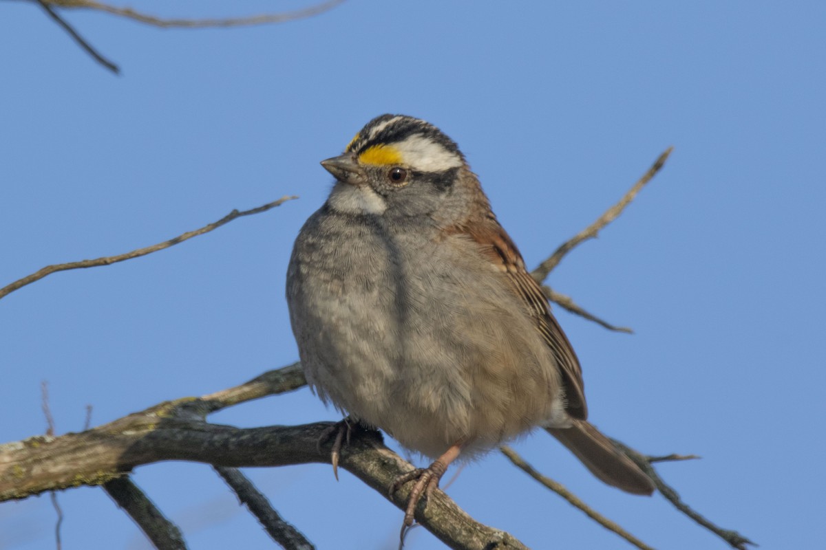 White-throated Sparrow - Matt Misewicz