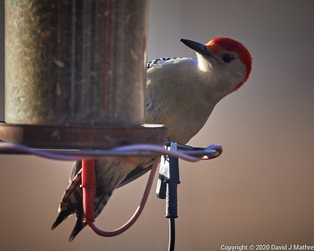 Red-bellied Woodpecker - ML224675651