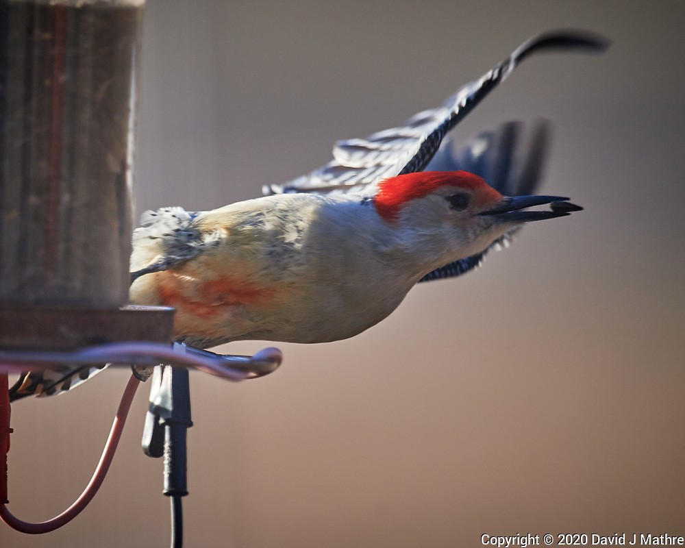 Red-bellied Woodpecker - ML224675801
