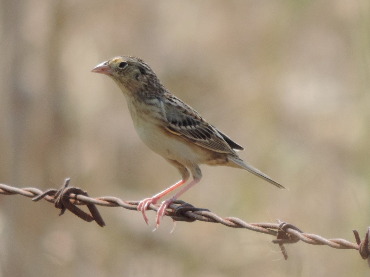 Grasshopper Sparrow - ML224687881