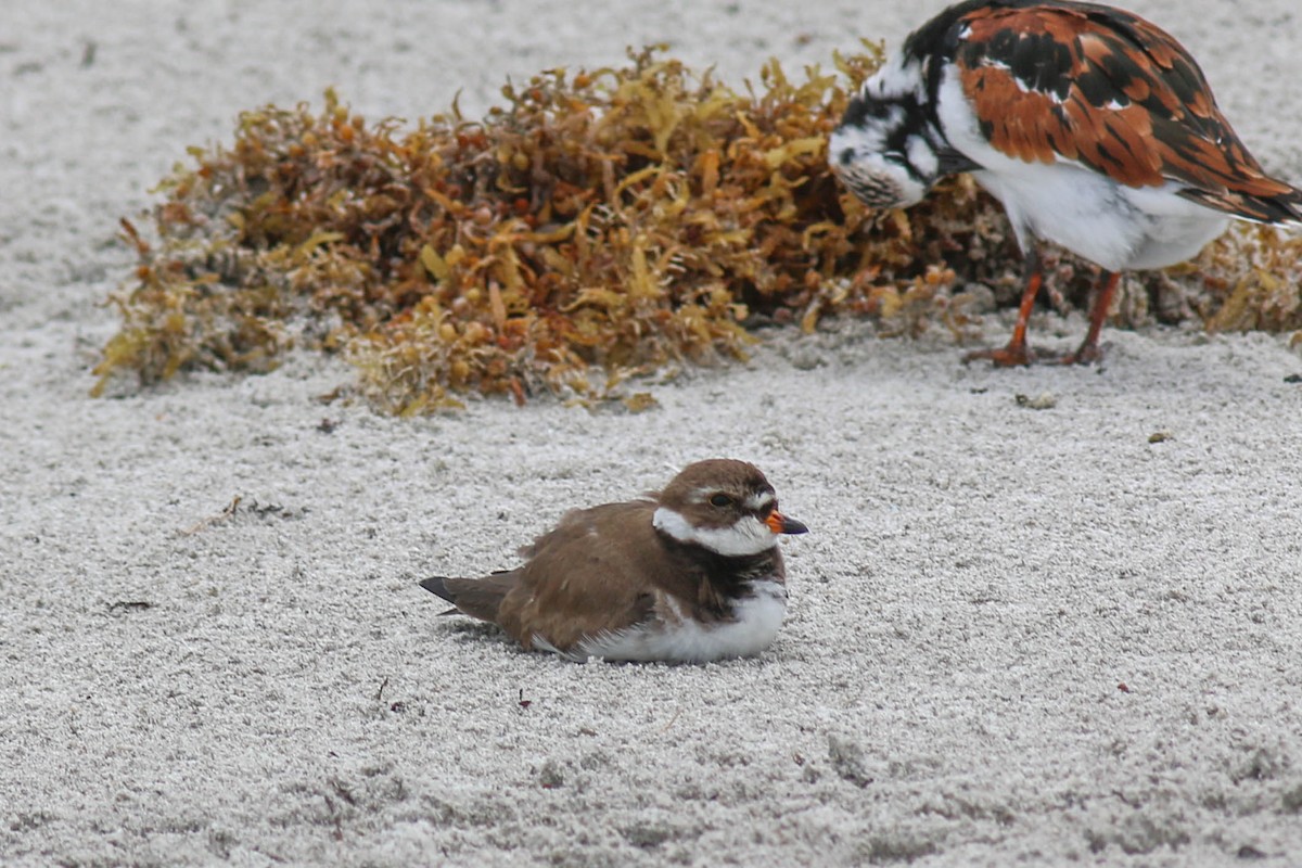 Semipalmated Plover - Allison Miller