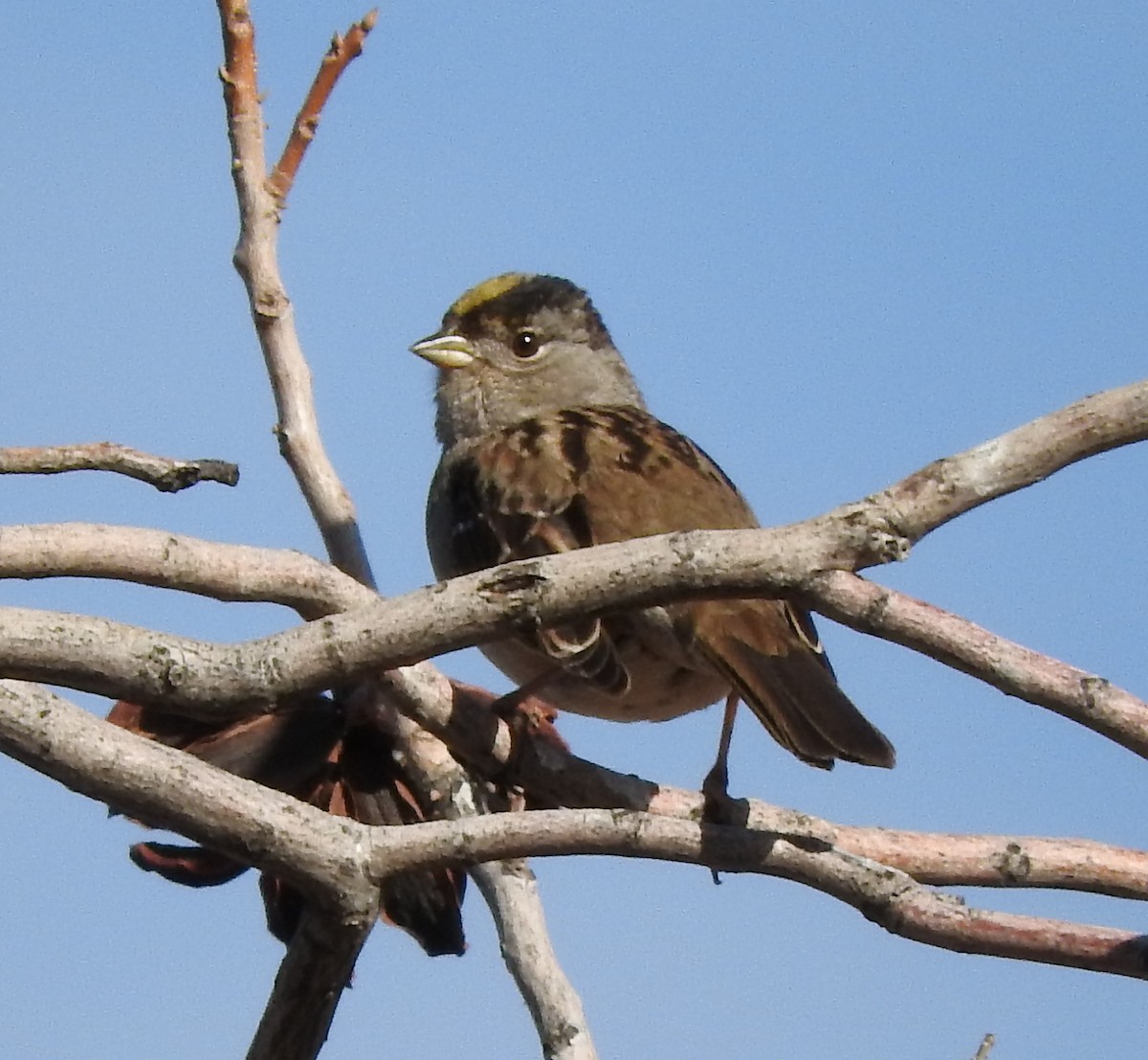 Golden-crowned Sparrow - ML22469411