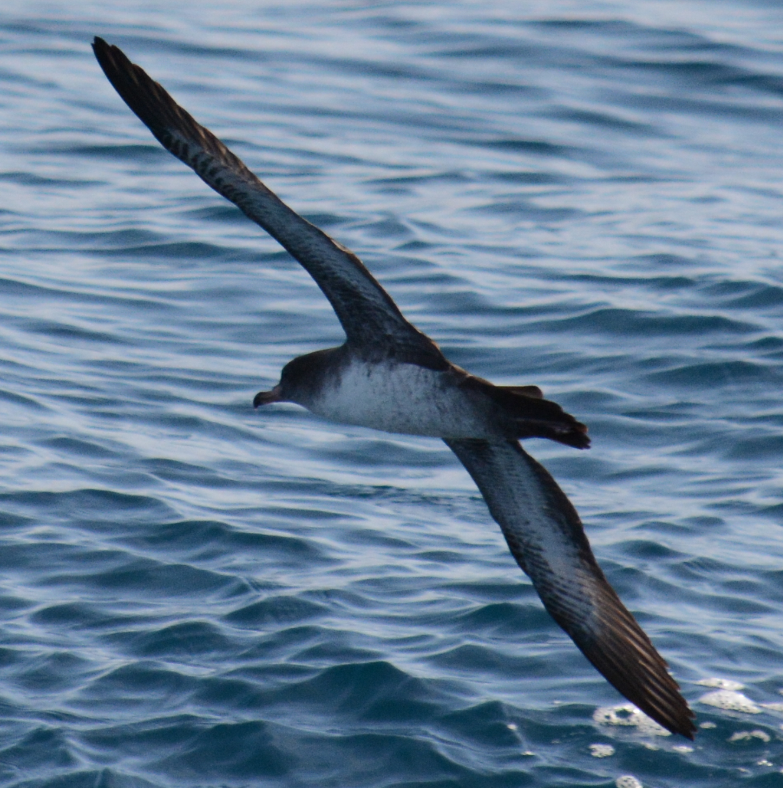 Pink-footed Shearwater - ML22469461