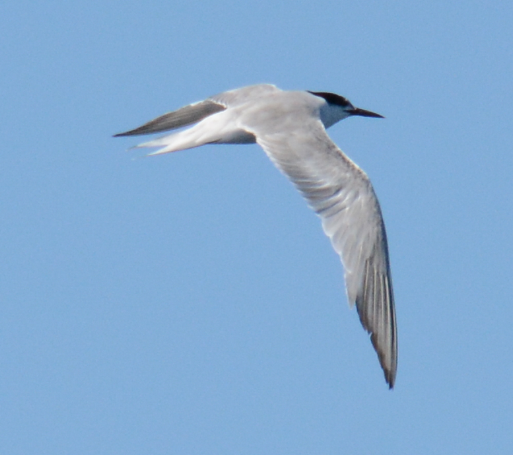 Common Tern - ML22469551