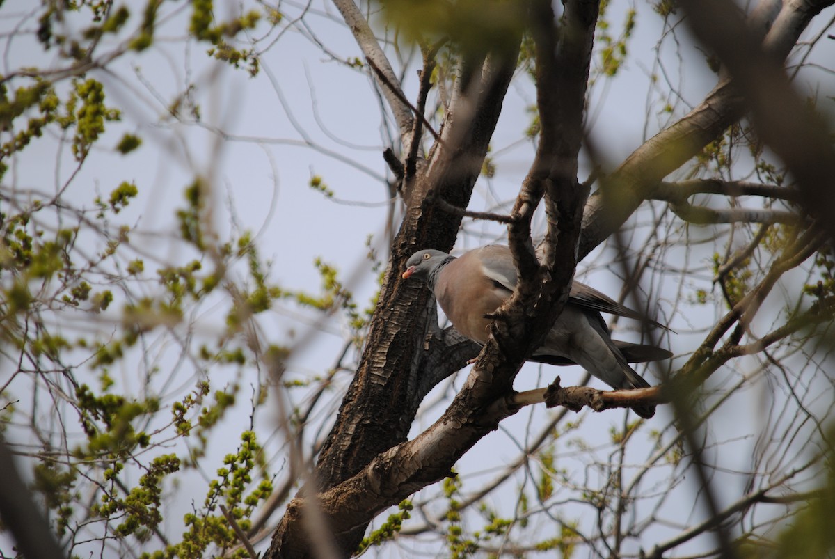 Common Wood-Pigeon (White-necked) - ML224707741