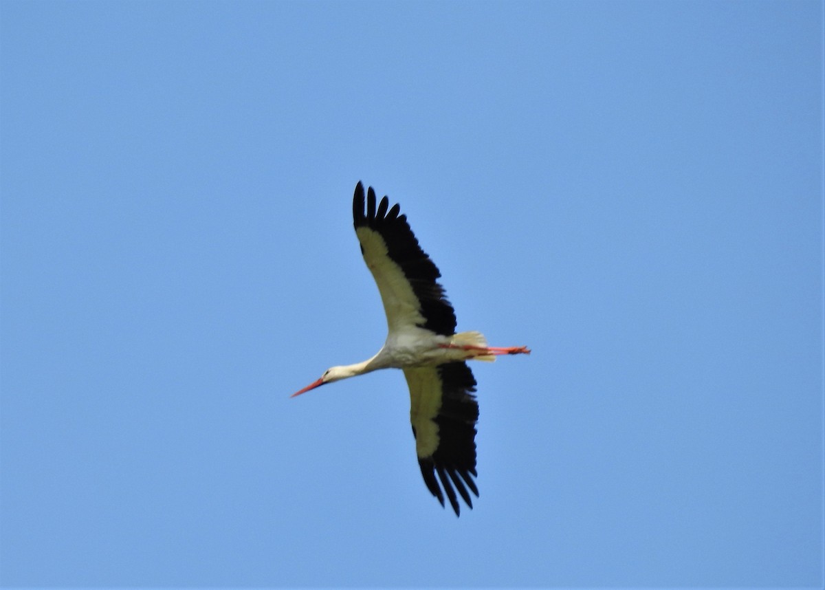 White Stork - ML224708771