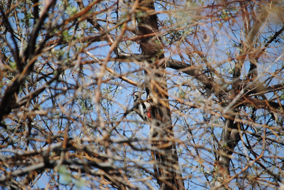 White-winged Woodpecker - ML224711451