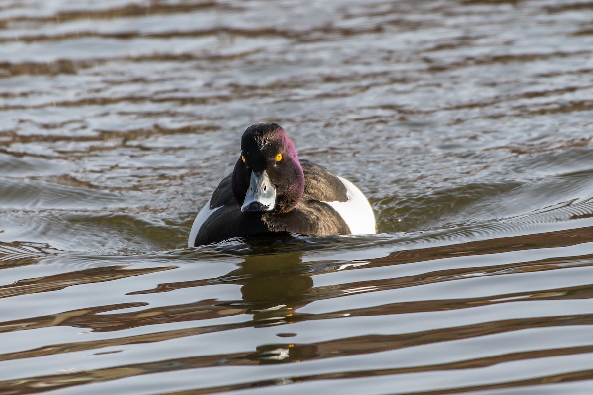 Tufted Duck - ML224712081
