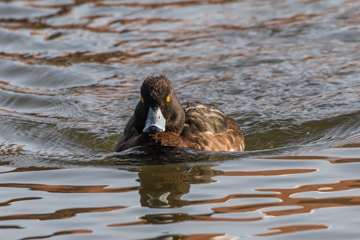 Tufted Duck - ML224712141