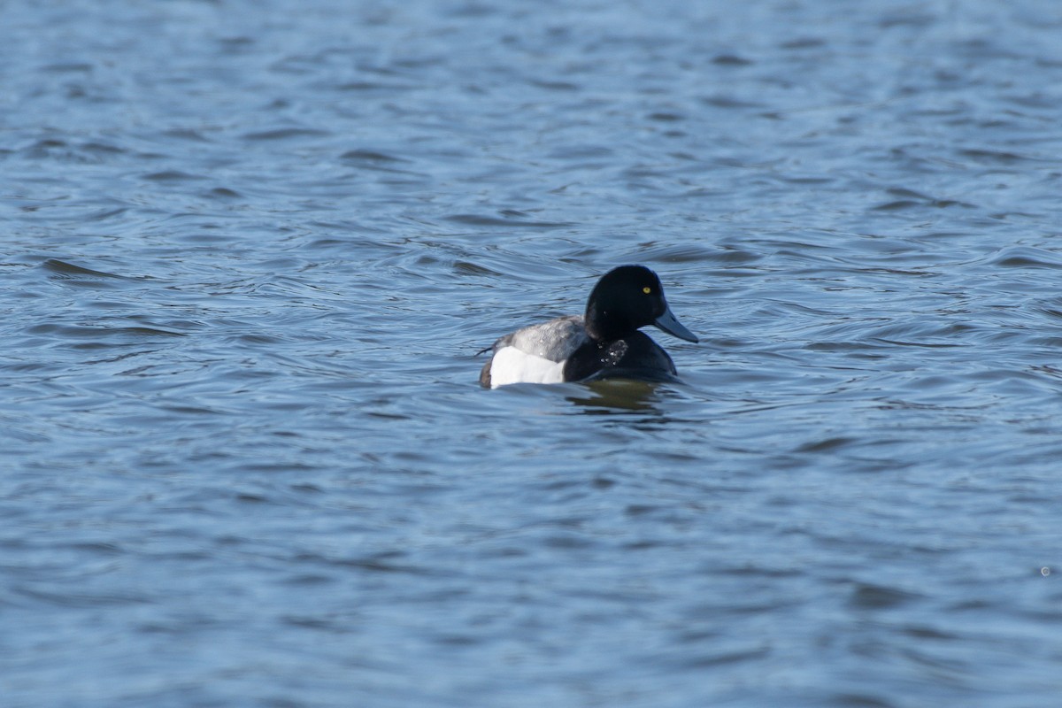 Greater Scaup - ML224712461