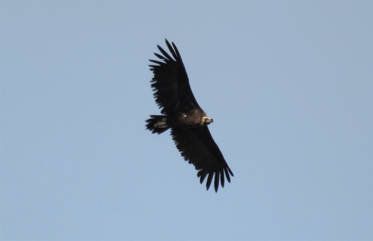 Cinereous Vulture - ML224713021