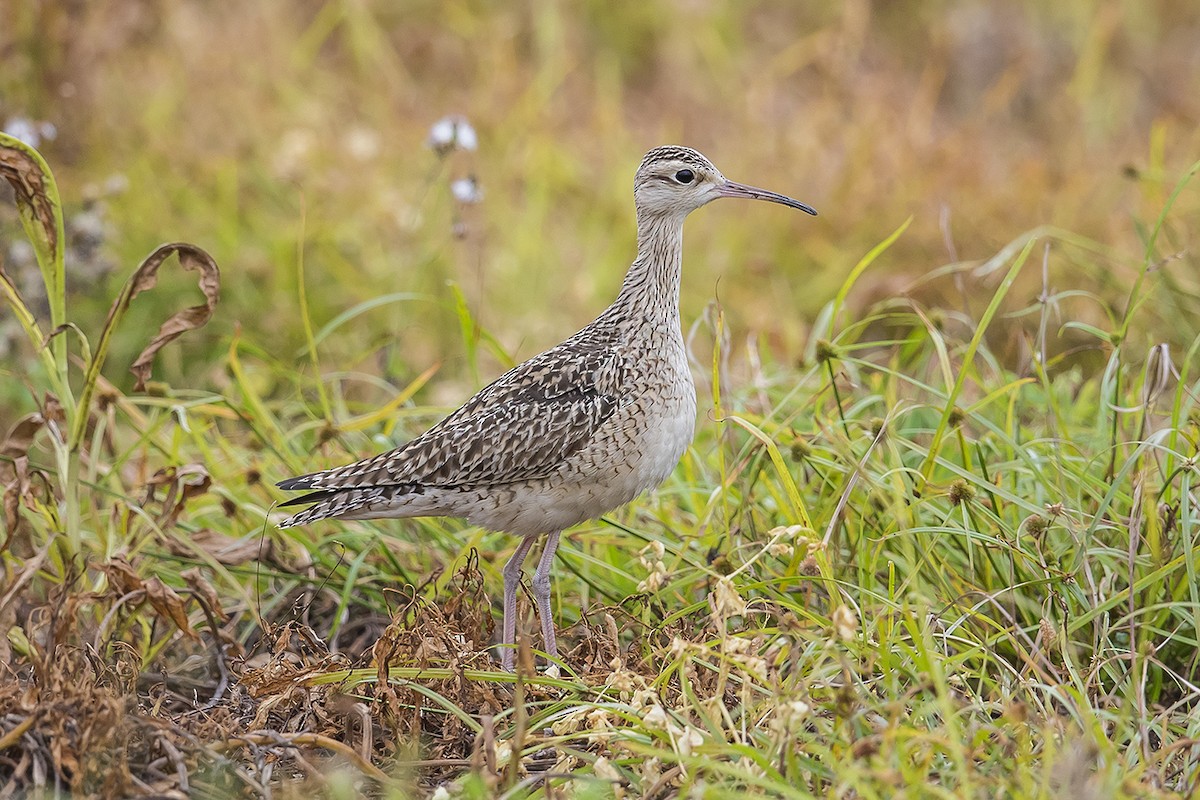 Little Curlew - ML224714061