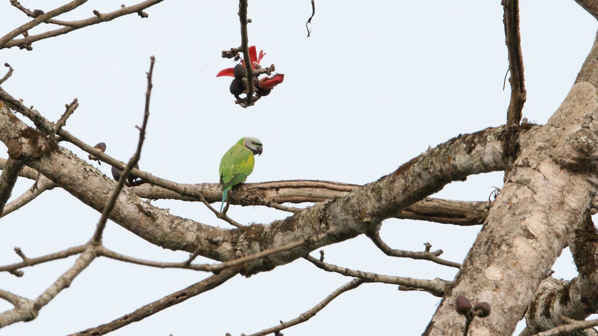 Red-breasted Parakeet - Thierry NOGARO