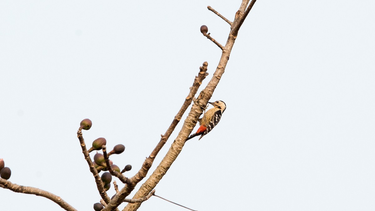 Brown-fronted Woodpecker - Thierry NOGARO
