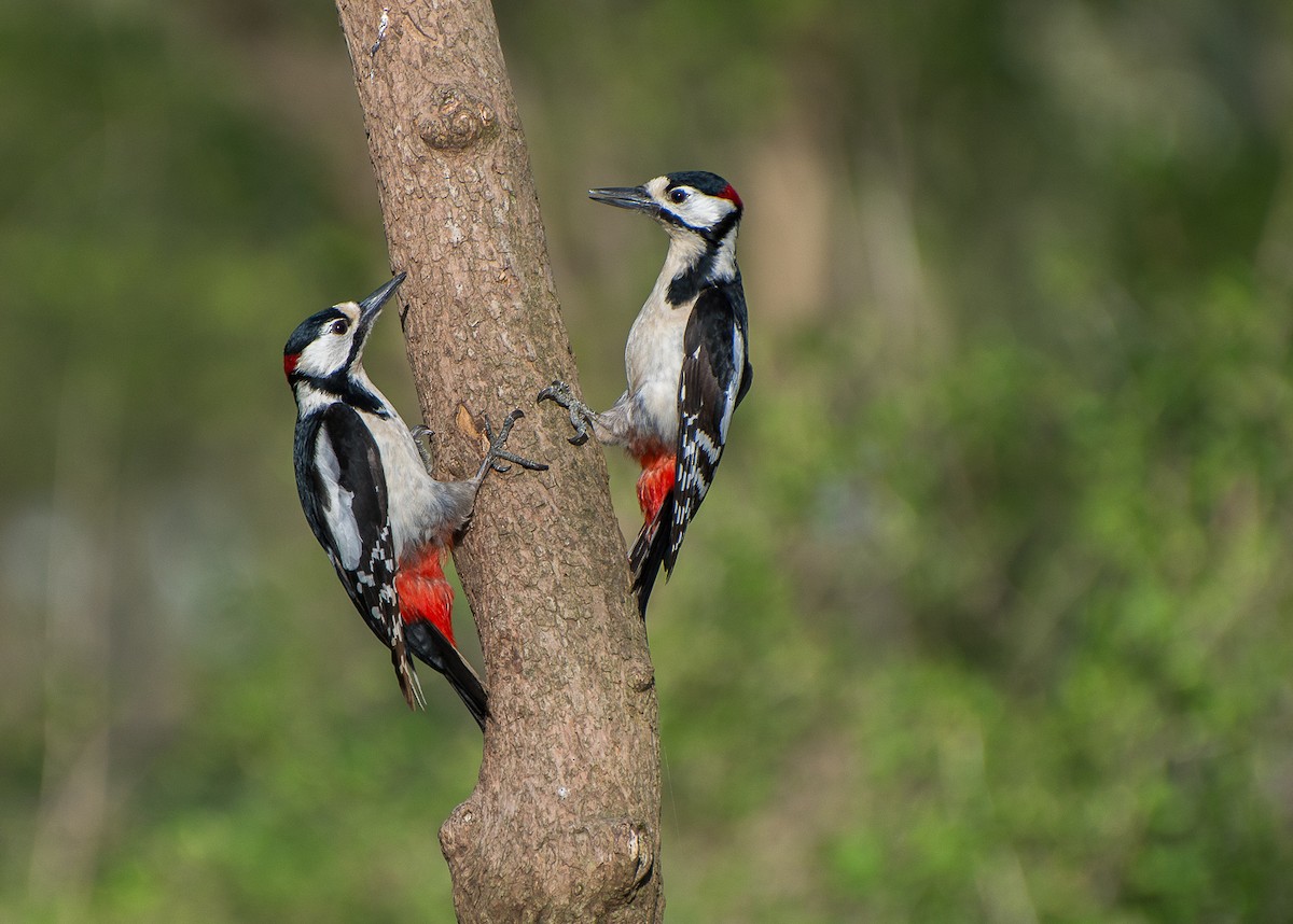 Great Spotted Woodpecker - ML224717081