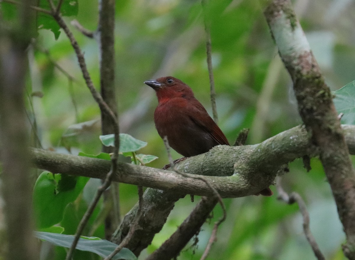Red-crowned Ant-Tanager - Jonathan Slifkin