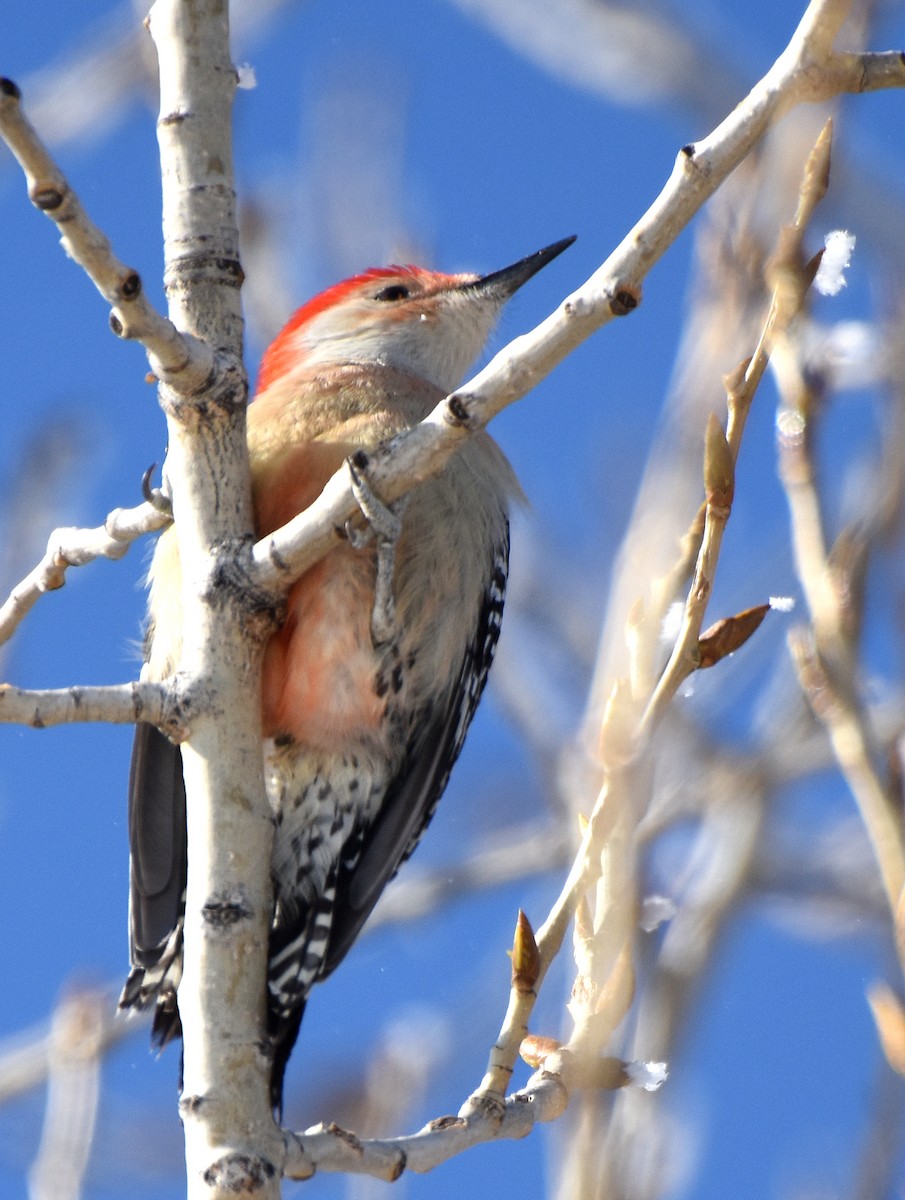 Red-bellied Woodpecker - ML22471811