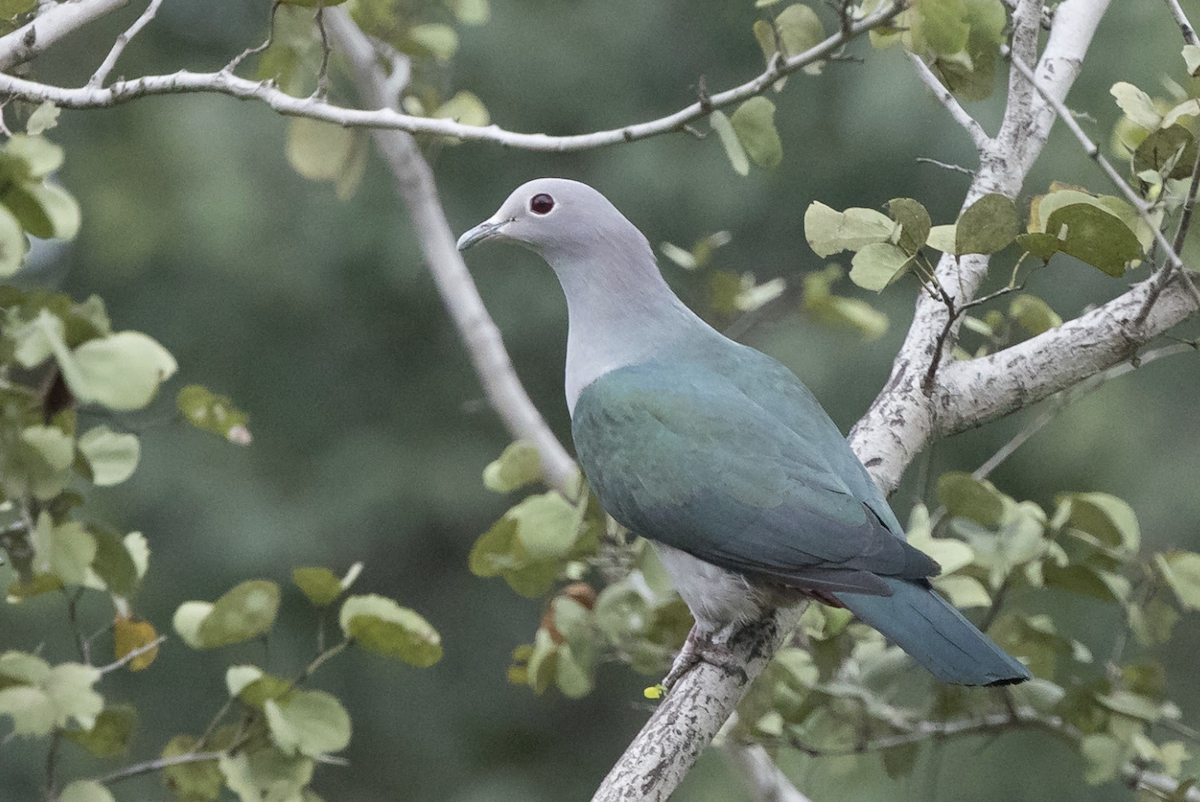 Green Imperial-Pigeon - ML224719301