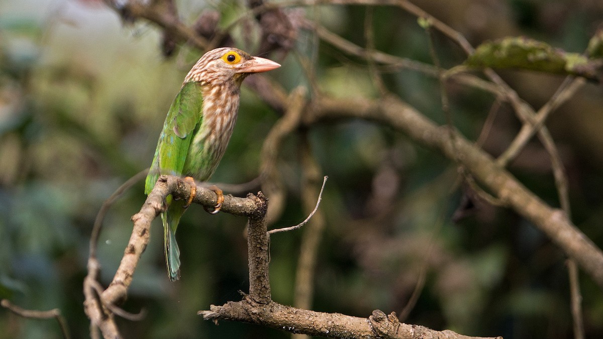 Lineated Barbet - ML224725081
