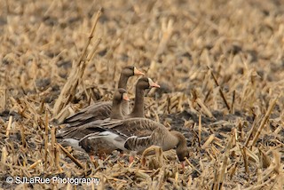 Greater White-fronted Goose, ML22472811