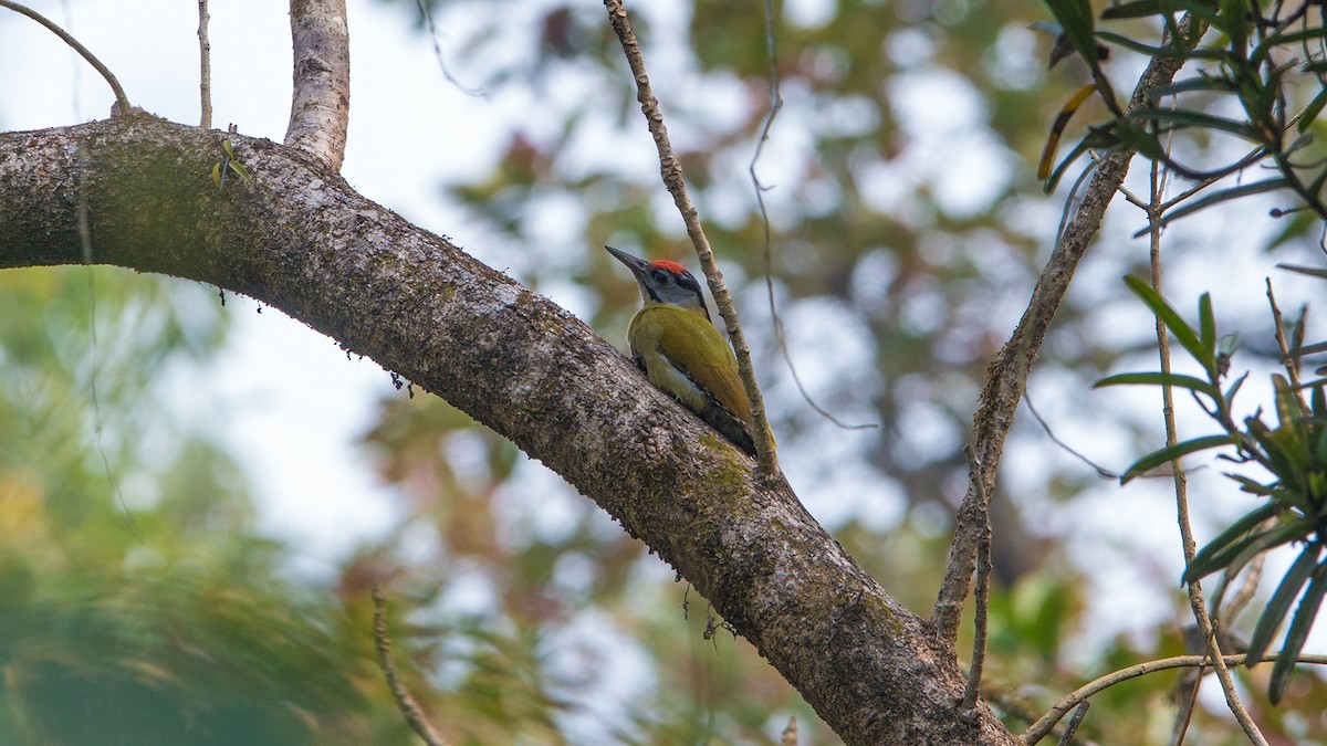 Gray-headed Woodpecker - Thierry NOGARO