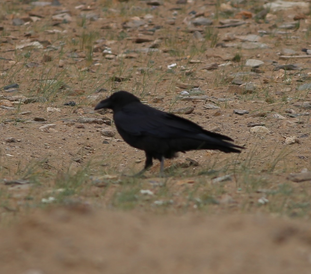 Common Raven - ML224735381