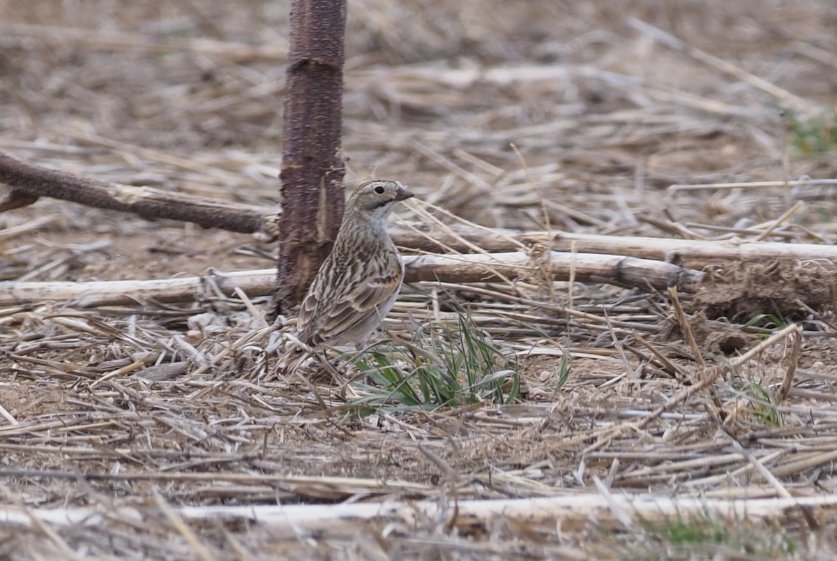 Thick-billed Longspur - ML224738151