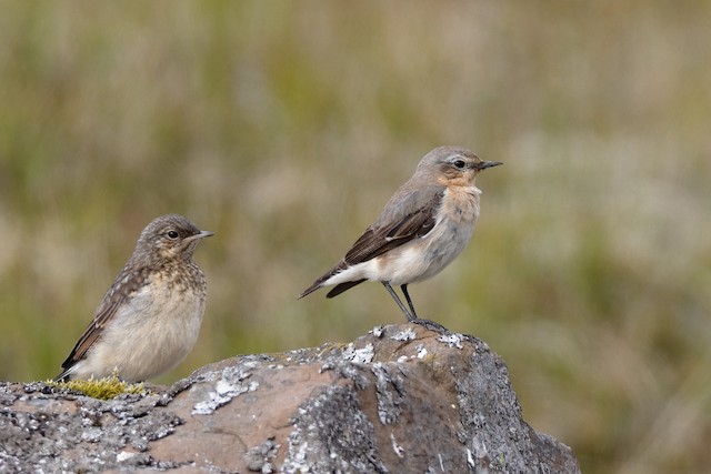 Young do not roam during their first week out of the nest. - Northern Wheatear (Greenland) - 