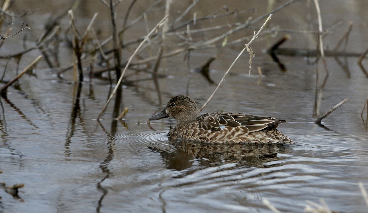 Blue-winged Teal - ML224747491