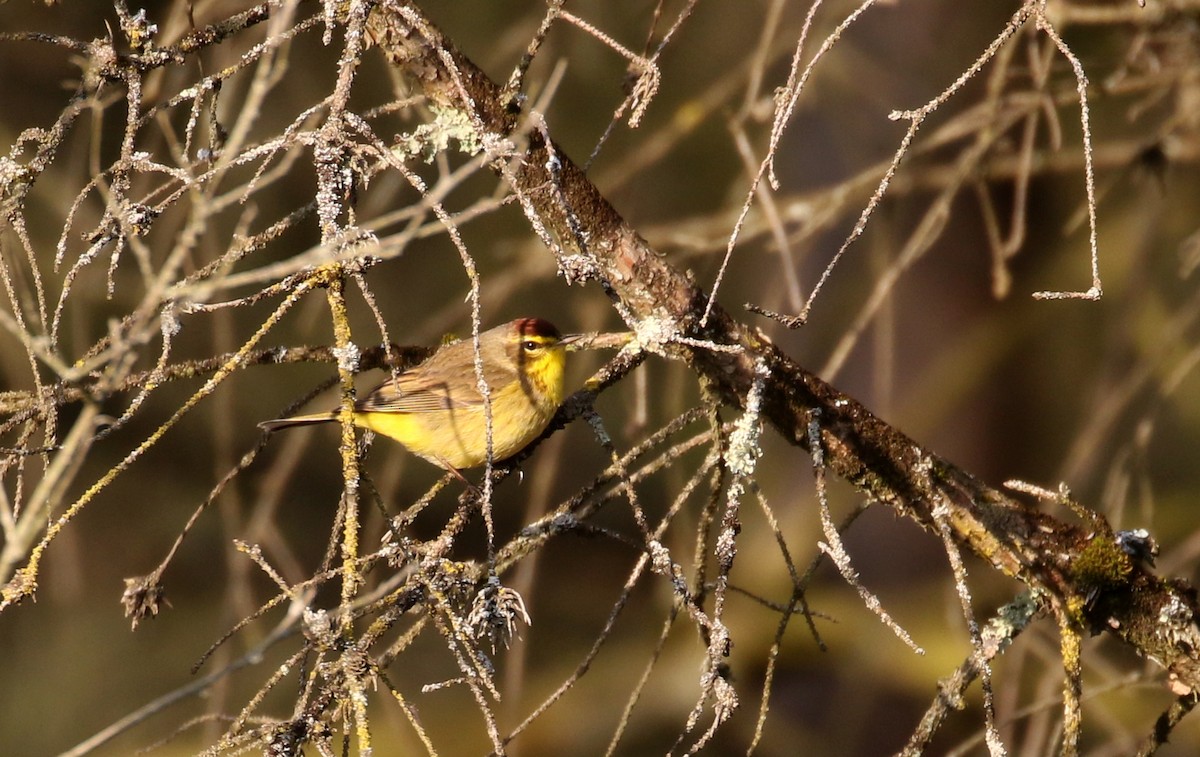 Palm Warbler (Yellow) - ML224759451