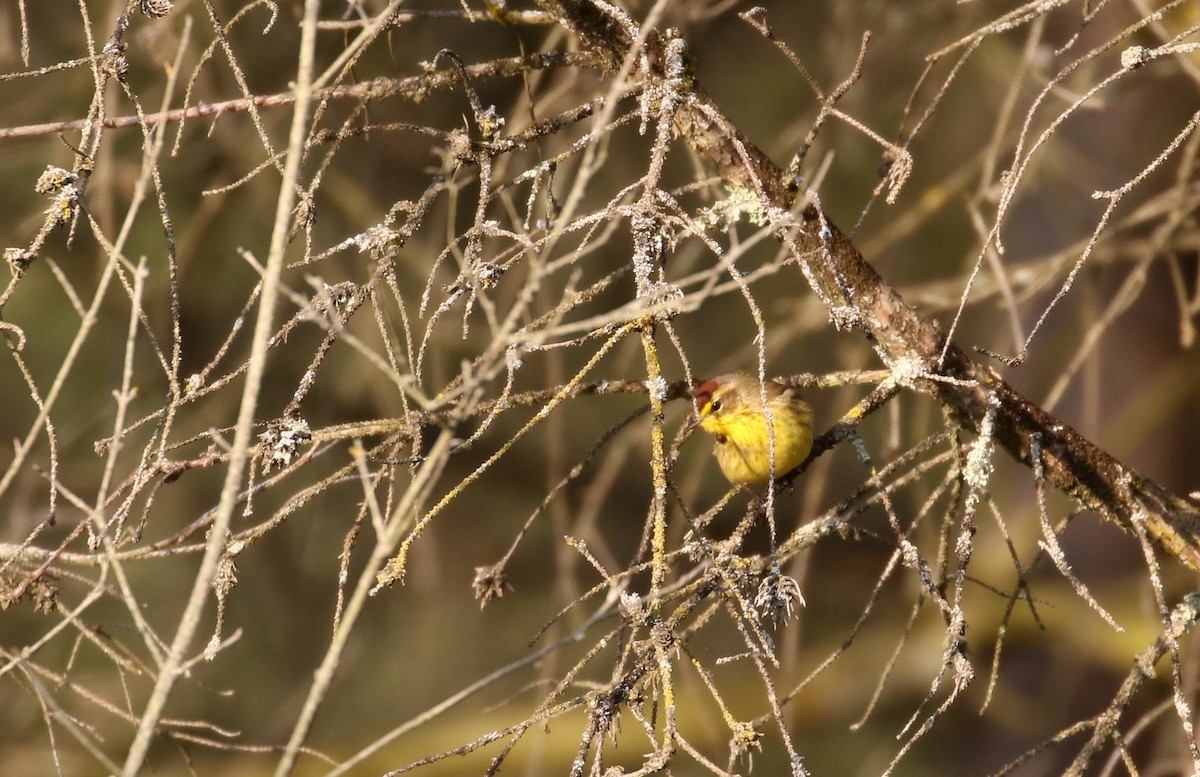 Palm Warbler (Yellow) - ML224759601