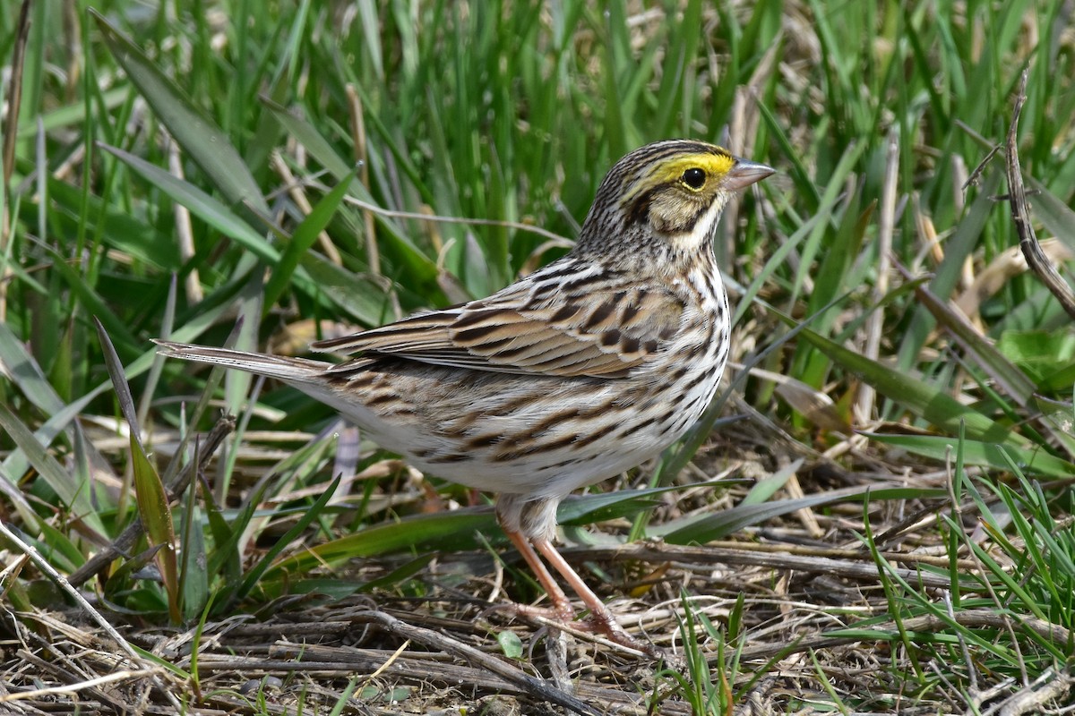 Savannah Sparrow - ML224760231