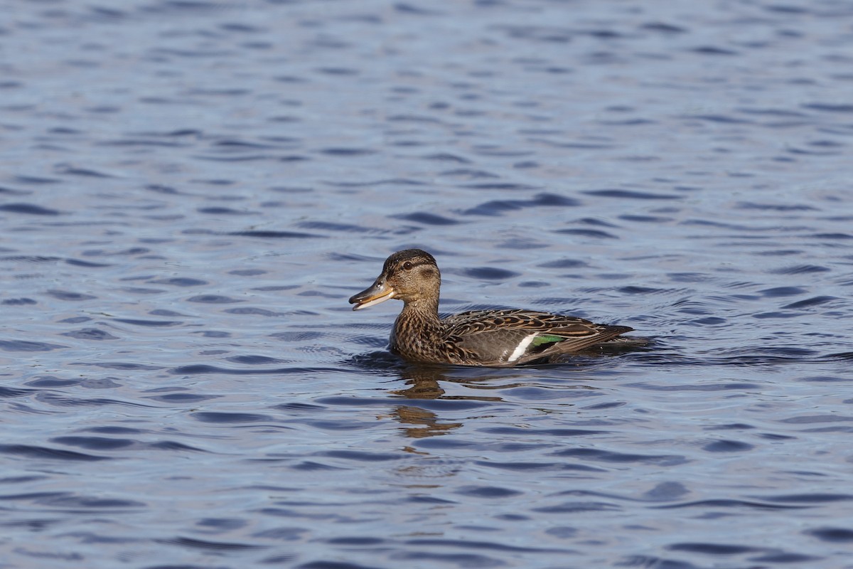 Green-winged Teal - ML224760341