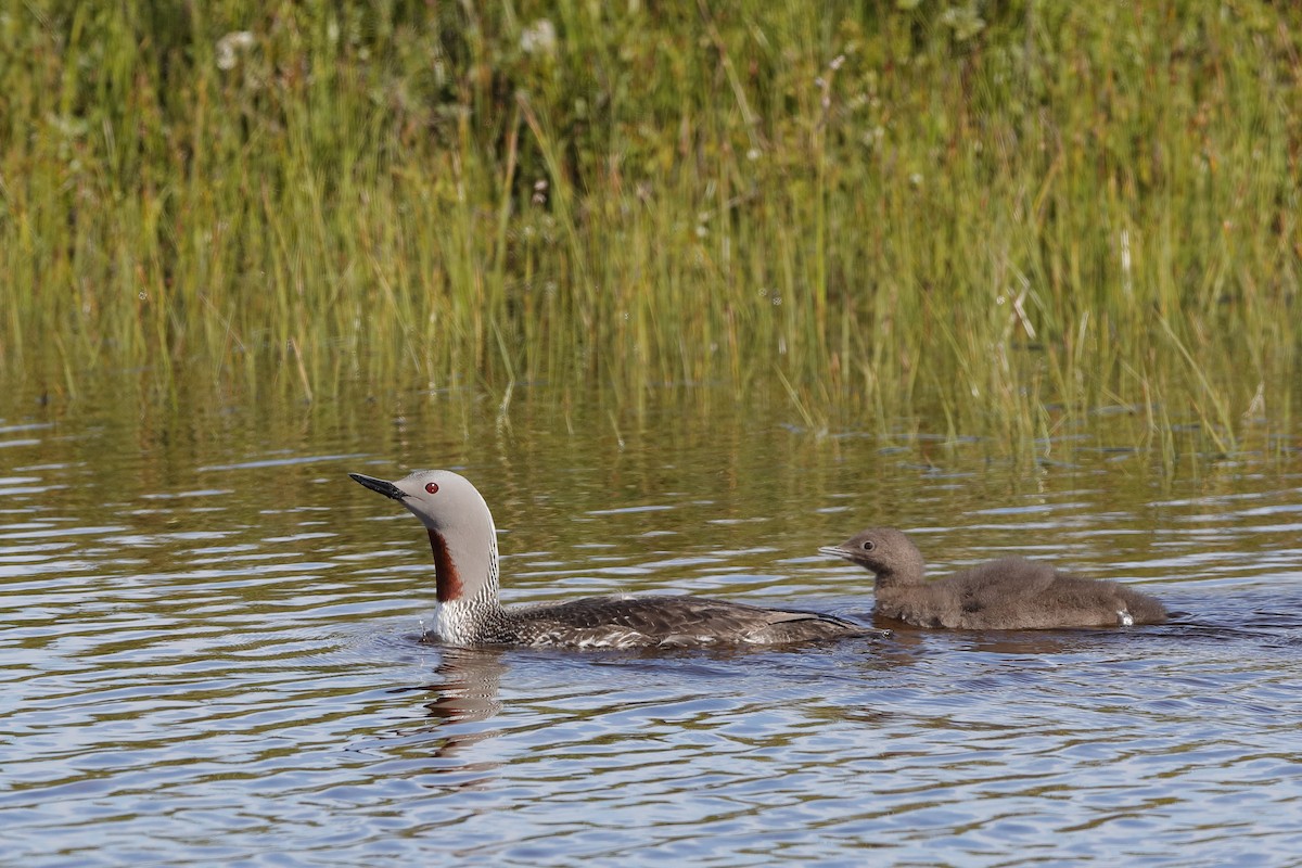 Red-throated Loon - ML224760521