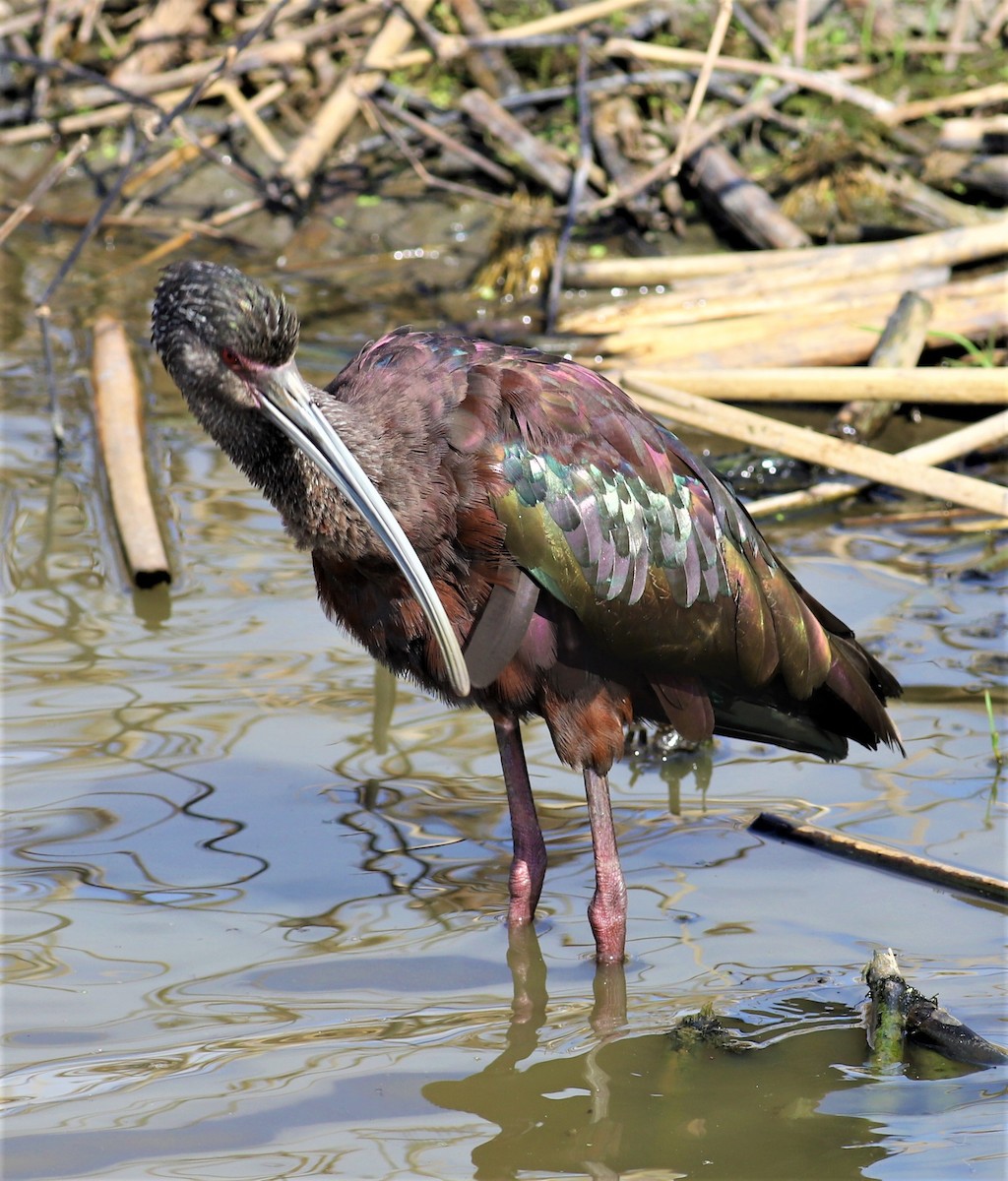 White-faced Ibis - Mike Riley