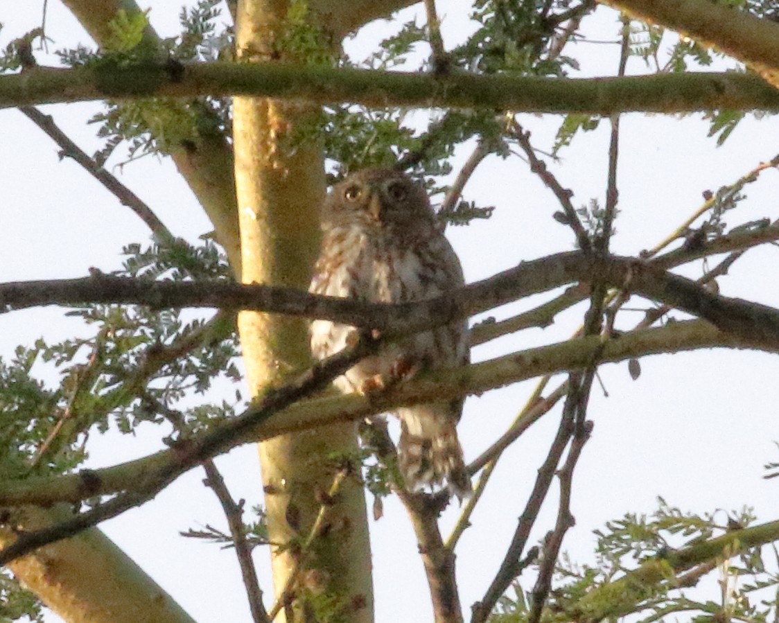 Pearl-spotted Owlet - ML224764851