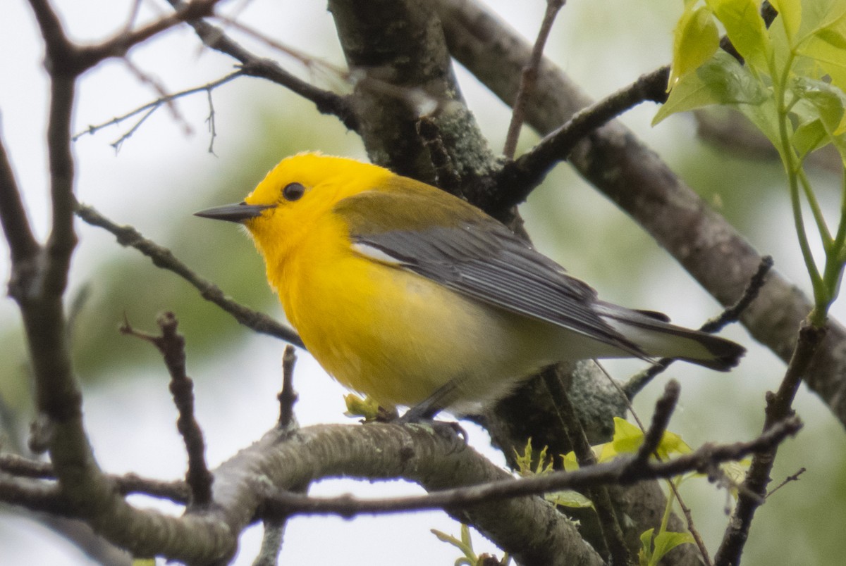 Prothonotary Warbler - ML224765771