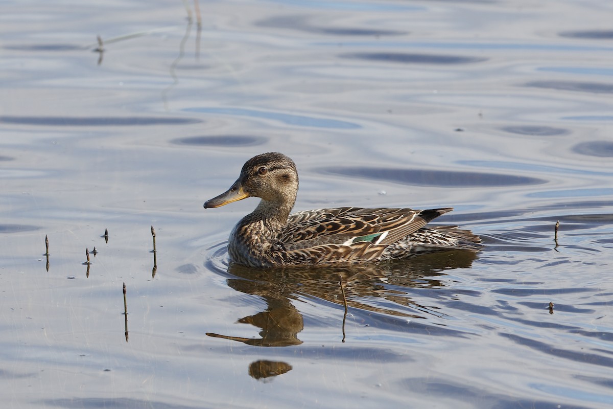 Green-winged Teal - ML224767531