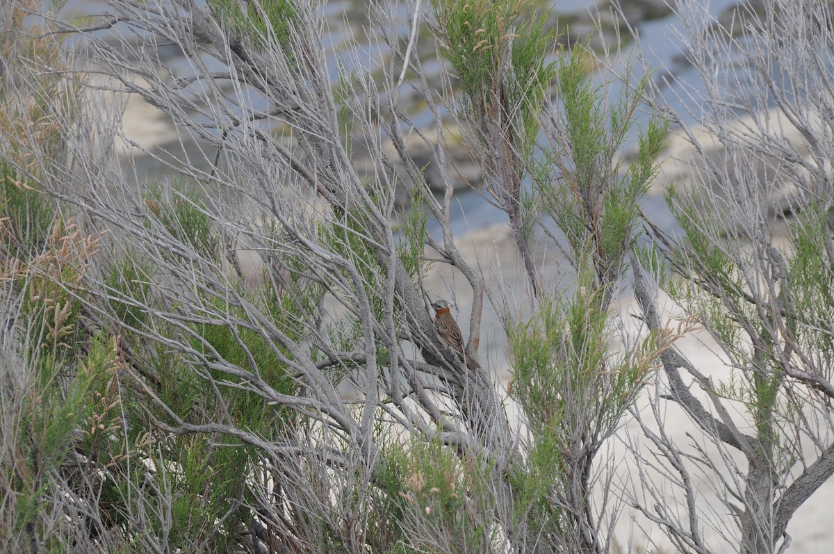 Rufous-collared Sparrow - ML224770291