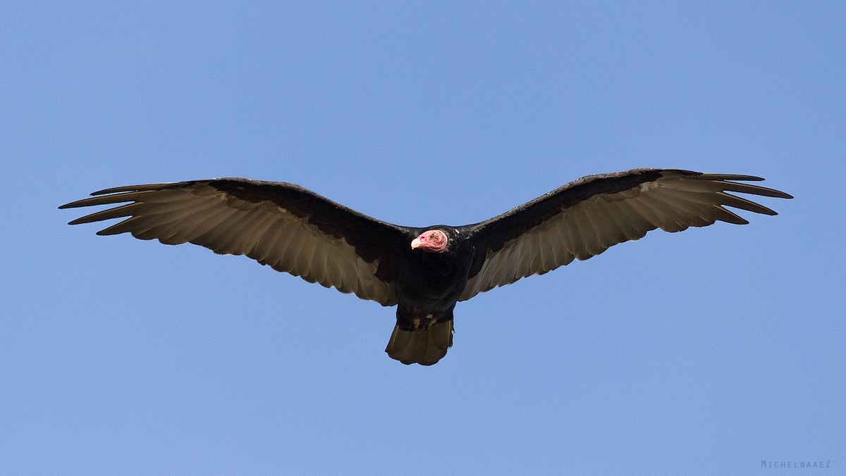 Turkey Vulture - Michel Baez